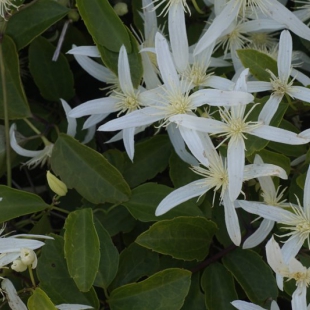 Clematis pubescens